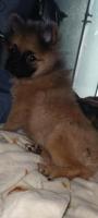 Pomerania macho