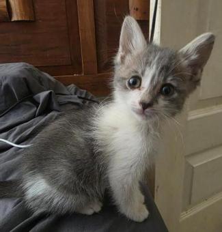 Adopta un bebé gatito