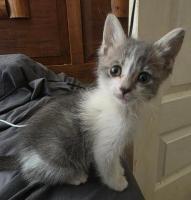 Adopta un bebé gatito