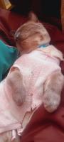 Gatito en adopción
