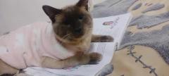 Gatito  siamés balines en adopción, buscando una casita