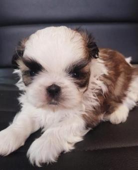 Cachorro en adopción