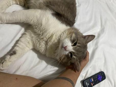 Bonito Michi en adopción