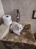 Nena en adopción responsable