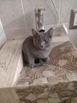 Blue gatita en adopción