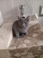 Blue gatita en adopción