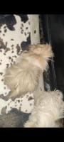 Tres cuyas buscan lindo hogar