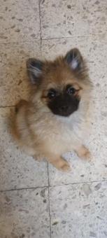 Adopta a Rodolfo