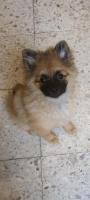 Adopta a Rodolfo
