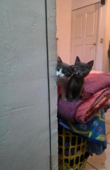 Bebés en adopción 