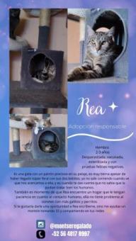 Adopta a Rea es una gatita muy valiente