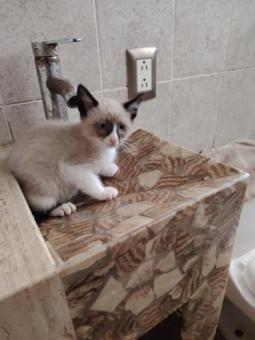 Bichito en adopción responsable