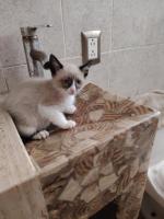 Bichito en adopción responsable