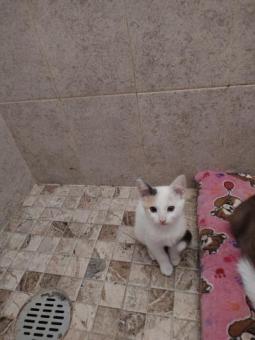 Bichita en adopción responsable
