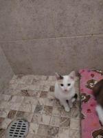 Bichita en adopción responsable