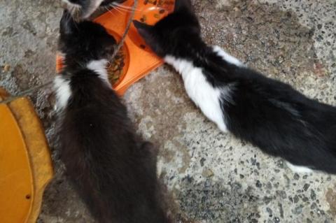 Adopción