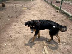 Cachorros cruza de Pastor Alemán