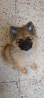 Adopta a Rodolfo