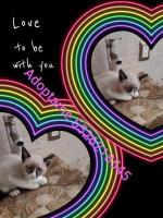 Capuchino en adopción