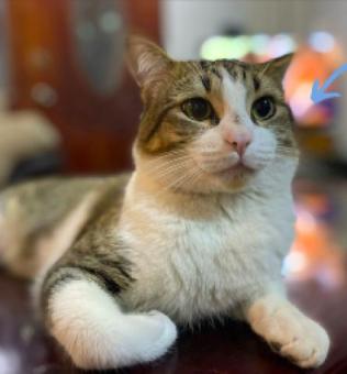 GATO EN ADOPCIÓN