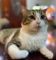 GATO EN ADOPCIÓN