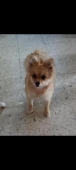 Adopta a petunia