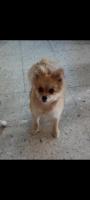Adopta a petunia