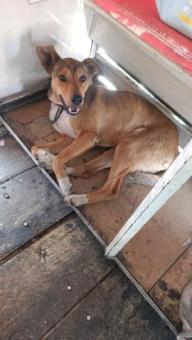 adopcion
