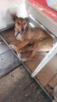 adopcion