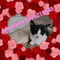 Félix en adopción responsable