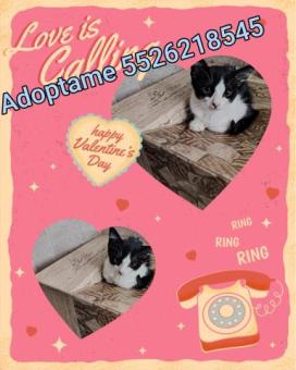 Félix en adopción 2 meses y medio