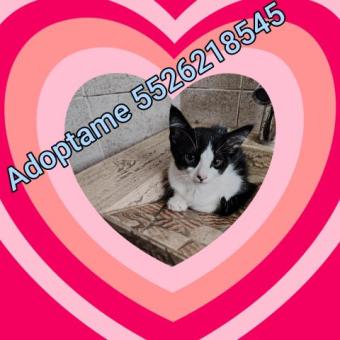 En adopción responsable