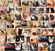 Gatitos en adopción CDMX / ESTERILIZADOS y Desparasitados