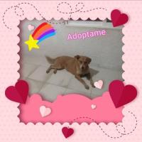 Guerita en adopción responsable