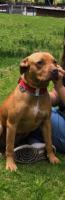 PERRITA PITBULL EN ADOPCION RESPONSABLE
