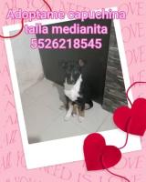 Capuchina en adopción responsable