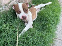 Adopta a Thor, un Guerrero peludo con corazon de oro!