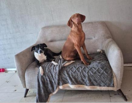 Adopta a Nina