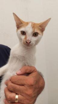 Gatito rescatado busca un hogar