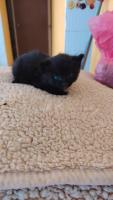 Bebe gatico en adopción