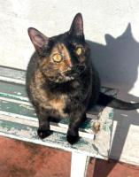 Gata en adopción