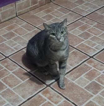 Gatita en adopción