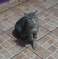 Gatita en adopción