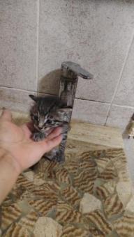 Gatita en adopción responsable