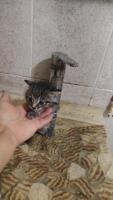 Gatita en adopción responsable