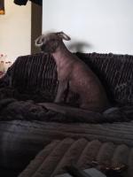 Xoloitzcuintle niña en adopción