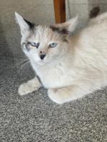 Se dan en Adopcion - Hermanitos
