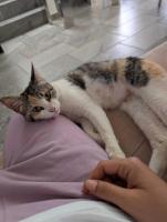 Gatitos en adopción.