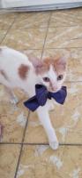 Gatito en adopcion - Hola, me llamo Krispi