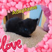 Bebetin en adopción